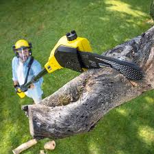 Best Tree Maintenance Programs  in Argyle, TX